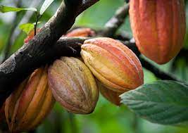 Tosmega Cocoa Nigeria