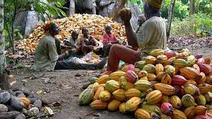 Shinwillcrown Cocoa Producing Company