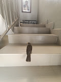 Leonard Anyogo &amp; Associates