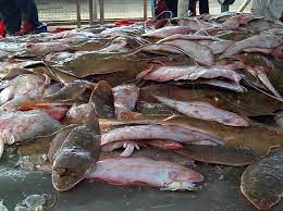 Fisheries Ltd